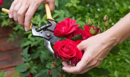 Кімнатна троянда - хвороби і шкідники під збільшувальним склом відео