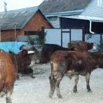 Корови з Рязанської і їх господарі - новини Білоріченська (новини) Корови з Рязанської і їх господарі - новини Білоріченська