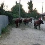 Корови з Рязанської і їх господарі - новини Білоріченська (рязанської) Корови з Рязанської і їх господарі - новини Білоріченська