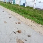 Корови з Рязанської і їх господарі - новини Білоріченська (корови) Корови з Рязанської і їх господарі - новини Білоріченська