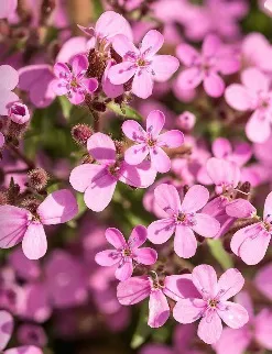 Косметика vision skincare