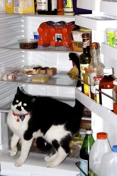 Коти в холодильниках