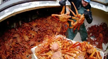 Королівський краб опис, розмноження, ціна (королівський) Королівський краб опис, розмноження, ціна