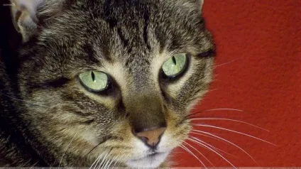 Котячі страхи які вони