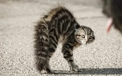 Котячі страхи які вони