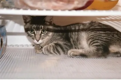 Коти в холодильниках