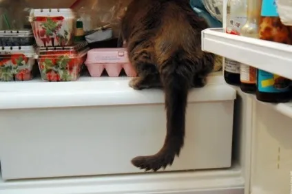 Коти в холодильниках