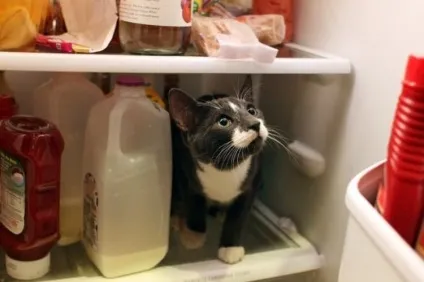 Коти в холодильниках