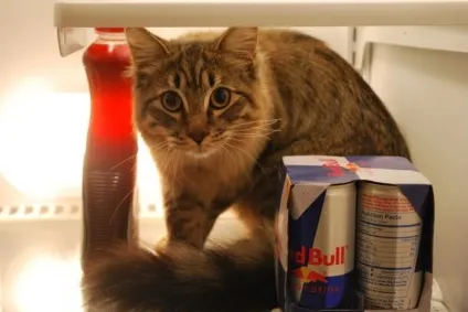 Коти в холодильниках