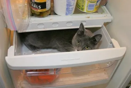 Коти в холодильниках