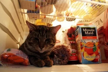 Коти в холодильниках