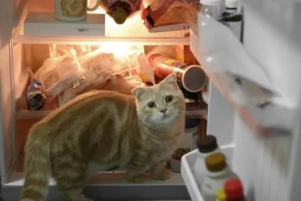 Коти в холодильниках