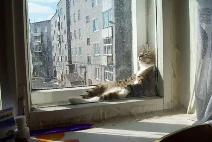 Кішки, які люблять тепло більше, ніж будь-хто (тепло) Кішки, які люблять тепло більше, ніж будь-хто
