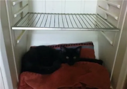 Коти в холодильниках