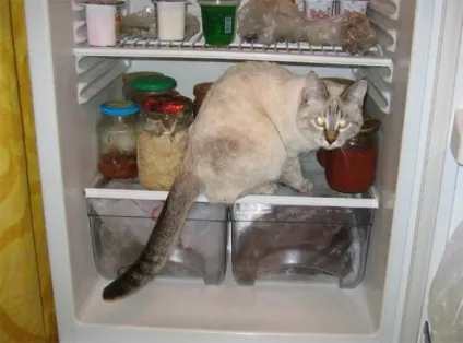 Коти в холодильниках