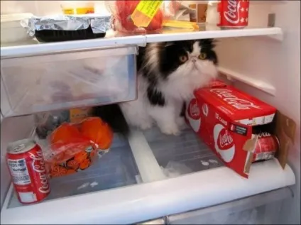 Коти в холодильниках