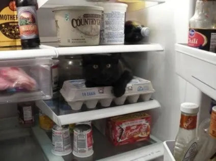 Коти в холодильниках