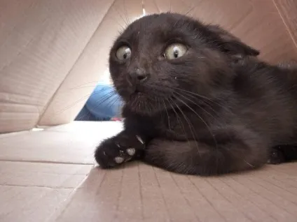 Котячі страхи які вони