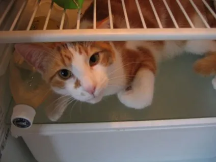 Коти в холодильниках