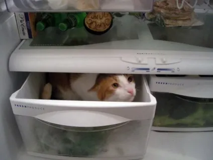 Коти в холодильниках