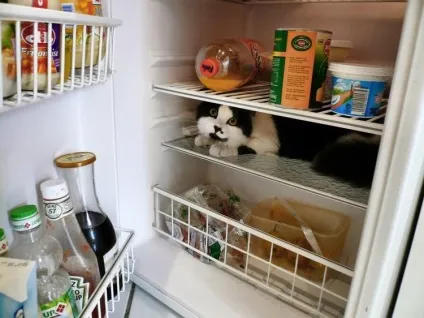 Коти в холодильниках