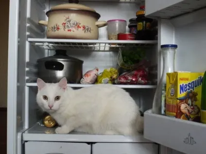 Коти в холодильниках