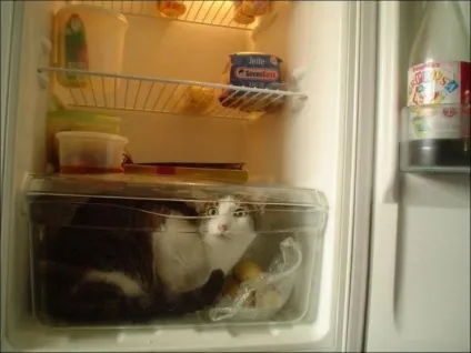 Коти в холодильниках