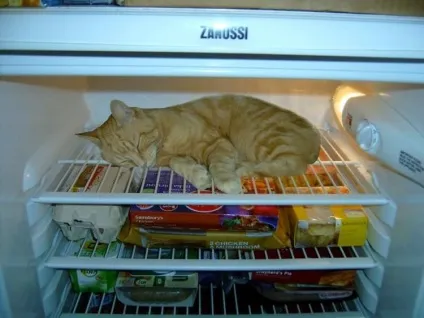 Коти в холодильниках