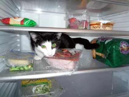 Коти в холодильниках