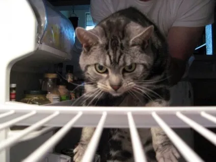 Коти в холодильниках