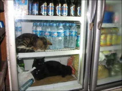 Коти в холодильниках