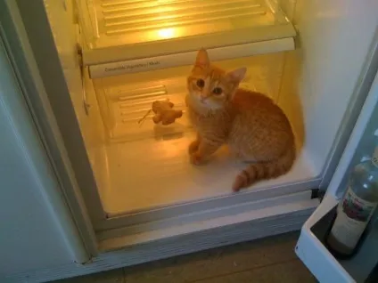 Коти в холодильниках