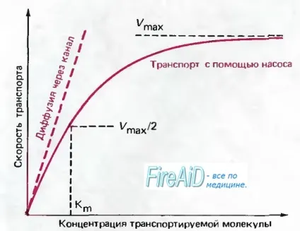 Концентраційний градієнт натрію (na), як рушійна сила мембранного транспорту (натрію) Концентраційний градієнт натрію (na), як рушійна сила мембранного транспорту