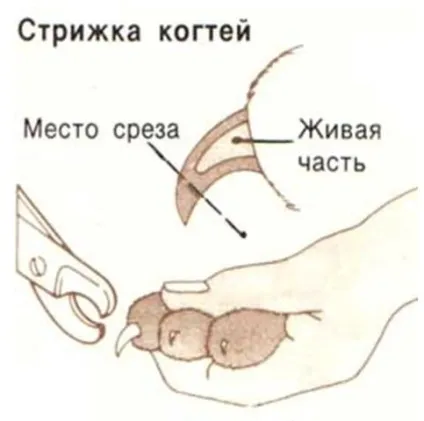 Кішка, яка точить кігті - мрія господаря бійтеся своїх бажань (породи кішок) Кішка, яка точить кігті - мрія господаря бійтеся своїх бажань