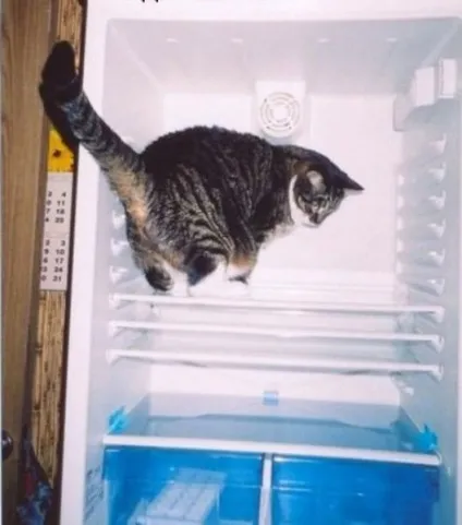 Коти в холодильниках