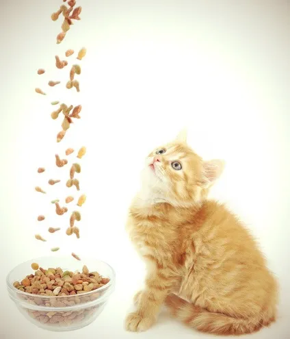 Котячий корм феликс