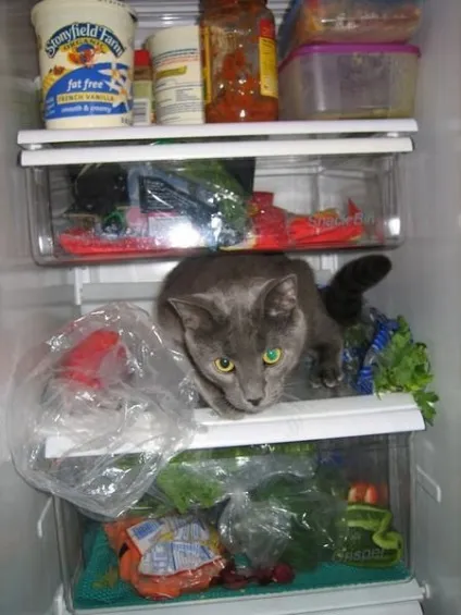 Коти в холодильниках