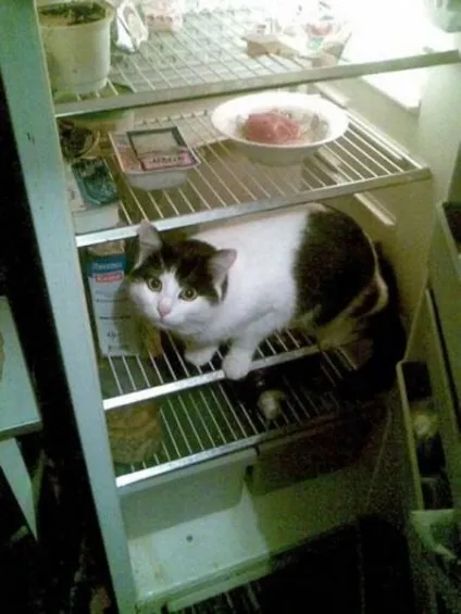 Коти в холодильниках