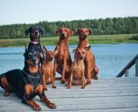 Великі породи собак c фотографіями і назвами (великі породи собак) Великі породи собак c фотографіями і назвами