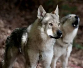 Великі породи собак c фотографіями і назвами (великі породи собак) Великі породи собак c фотографіями і назвами