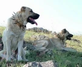 Великі породи собак c фотографіями і назвами (великі) Великі породи собак c фотографіями і назвами
