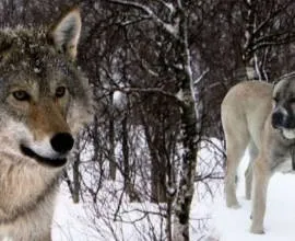 Великі породи собак c фотографіями і назвами (великі породи собак) Великі породи собак c фотографіями і назвами