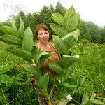 Кукольник від алкоголізму відгуки, дозування, інструкція і фото (інструкція) Кукольник від алкоголізму відгуки, дозування, інструкція і фото