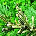 Курячий кліщ як позбутися від непрошеного гостя (курячий) Курячий кліщ як позбутися від непрошеного гостя