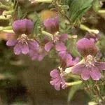 Куфея посадка і догляд в домашніх умовах, полив і пересадка (посадка) Куфея посадка і догляд в домашніх умовах, полив і пересадка