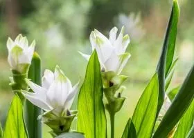 Куркума вирощування рослини в домашніх умовах (куркума рослина) Куркума вирощування рослини в домашніх умовах