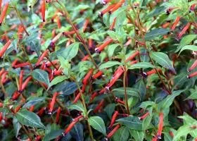 Куфея посадка і догляд у відкритому грунті і домашніх умовах