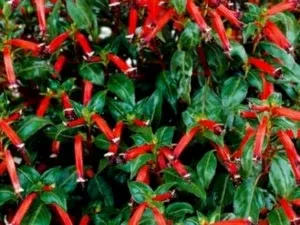 Куфея квітка догляд в домашніх умовах обрізка і розмноження