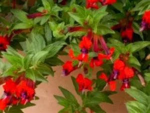Куфея квітка догляд в домашніх умовах обрізка і розмноження