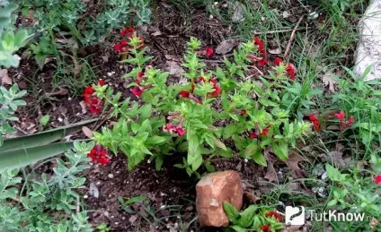 Куфея посадка і догляд у відкритому грунті і домашніх умовах